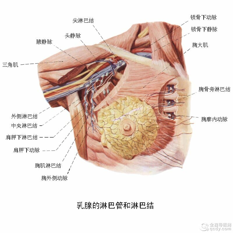 女子患漿細(xì)胞性乳腺炎潰爛不愈 年輕女性高發(fā)多因乳管畸形